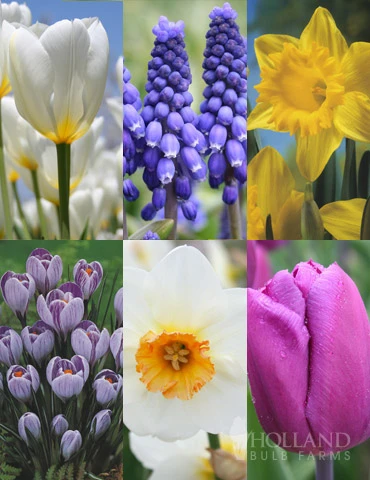 Menu The Everything Spring Garden Collection