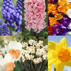 Menu Under The Tree And Blooming Collection