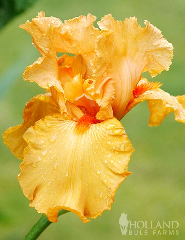 Menu Orange Ovation Collection - Image 2