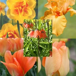 Menu Orange Ovation Collection