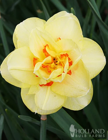 Menu Orange Ovation Collection - Image 4