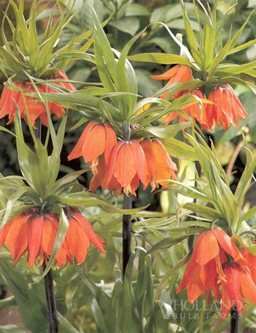 Menu Orange Ovation Collection - Image 5