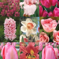 Menu Tickled Pink Collection