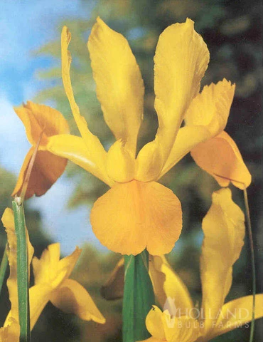 Menu Bright And Sunny Yellow Collection - Image 11