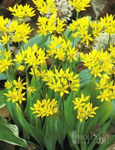 Menu Bright And Sunny Yellow Collection - Image 12