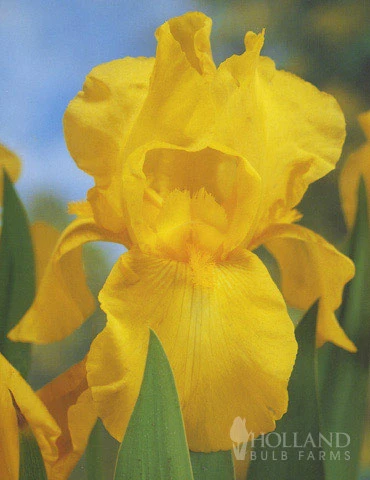 Menu Bright And Sunny Yellow Collection - Image 2