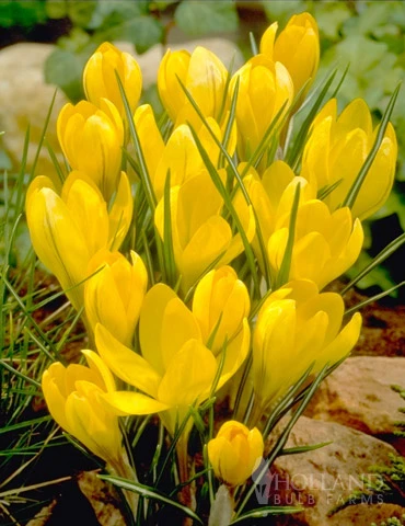 Menu Bright And Sunny Yellow Collection - Image 9