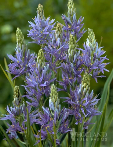 Menu River Of Blue Garden Collection - Image 3