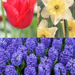 Menu Small Space Red, White And Blue Kit