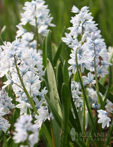 Menu Cool And Calm Blue Collection - Image 2