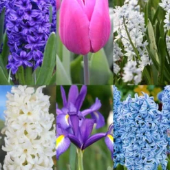 Menu Cool And Calm Blue Collection