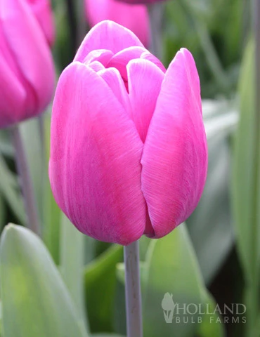 Menu Cool And Calm Blue Collection - Image 3