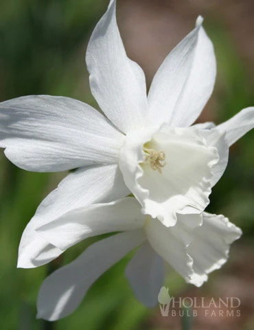 Menu Sweet And Sassy Duo Collection - Image 3