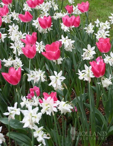 Menu Sweet And Sassy Duo Collection