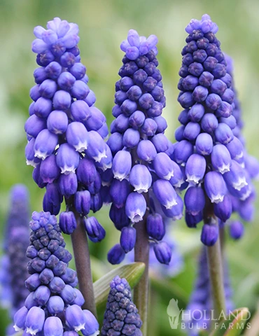 Menu Sweet As Angels Duo Collection - Image 3