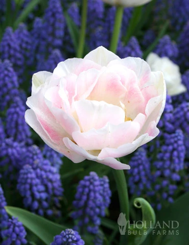 Menu Sweet As Angels Duo Collection