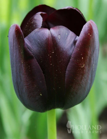 Menu Royalty Duo Collection - Image 2