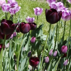 Menu Royalty Duo Collection