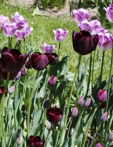 Menu Royalty Duo Collection