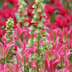 Menu Bloomin Bells Duo Collection