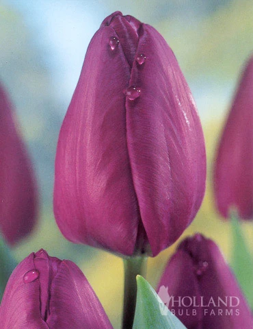 Menu Non-Stop Spring-Blooming Bulb Collection - Image 4