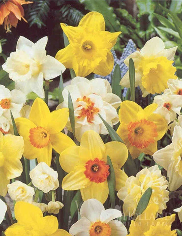 Menu Non-Stop Spring-Blooming Bulb Collection - Image 5