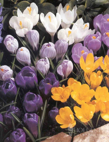 Menu Non-Stop Spring-Blooming Bulb Collection - Image 6