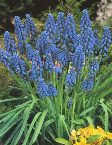 Menu Non-Stop Spring-Blooming Bulb Collection - Image 7