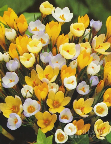 Menu Non-Stop Spring-Blooming Bulb Collection - Image 8