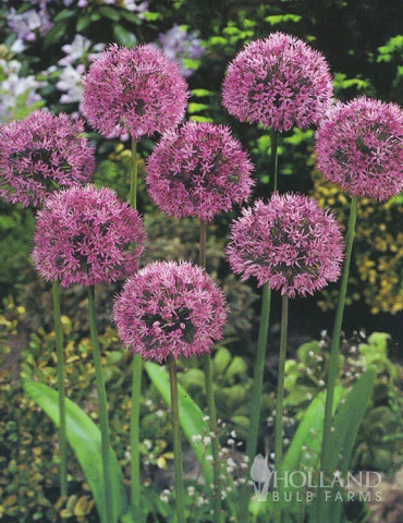 Menu Non-Stop Spring-Blooming Bulb Collection - Image 9