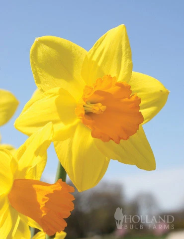 Menu Non-Stop Spring-Blooming Bulb Collection - Image 10