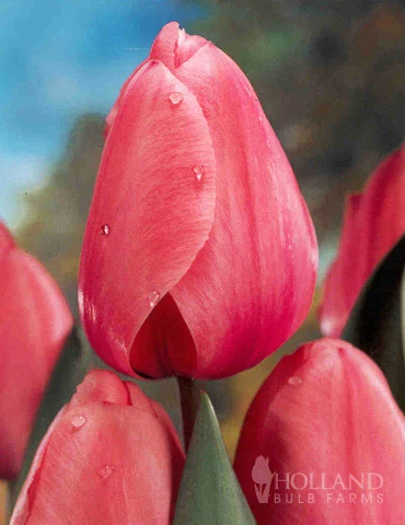 Menu Non-Stop Spring-Blooming Bulb Collection - Image 3