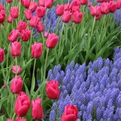 Menu Don't Go Breaking My Heart Duo