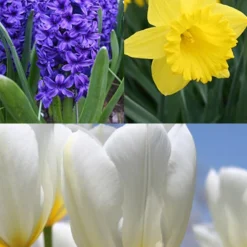 Menu Classic Beauty Spring Collection