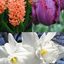 Menu Gipsy's Delight Collection