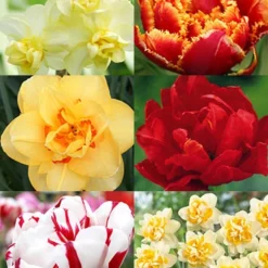 Menu Double Daffodil And Tulip Collection