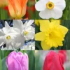 Menu All Spring Blooming Daffodil & Tulip Collection