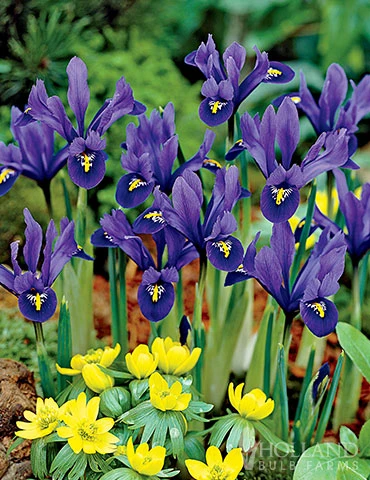 Menu Essential Spring Rock Garden - Image 2