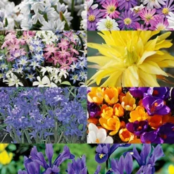 Menu Essential Spring Rock Garden