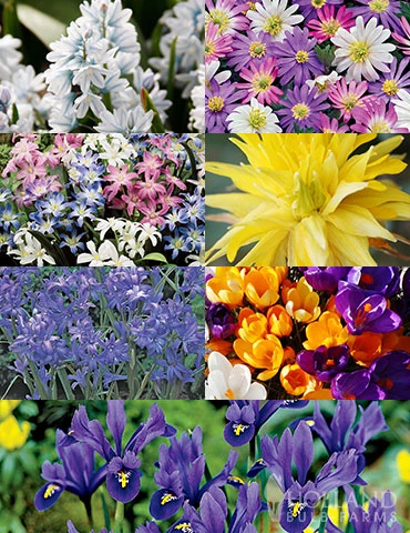 Menu Essential Spring Rock Garden