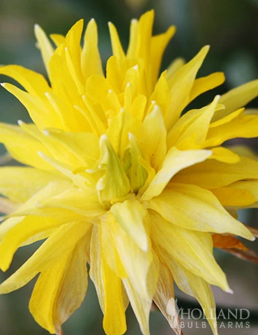 Menu Essential Spring Rock Garden - Image 8