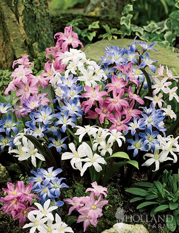 Menu Essential Spring Rock Garden - Image 7