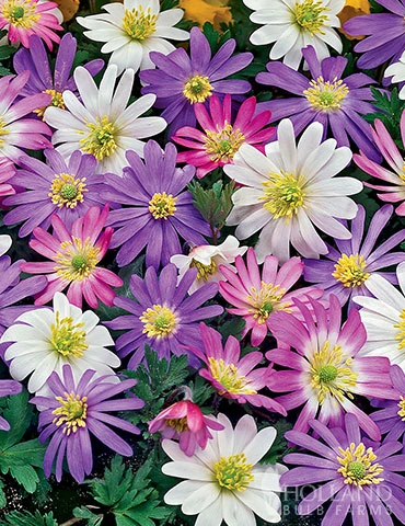 Menu Essential Spring Rock Garden - Image 6