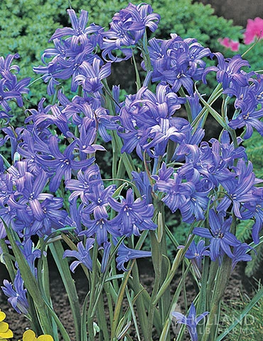 Menu Spring Beauty Garden - Image 5