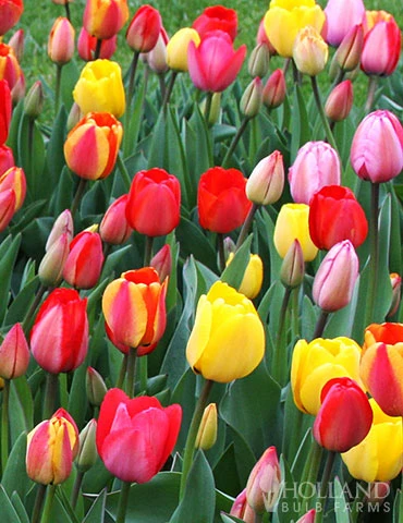 Menu Spring Beauty Garden - Image 4