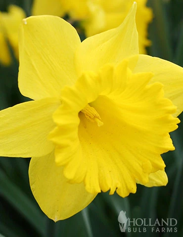 Menu Spring Beauty Garden - Image 3