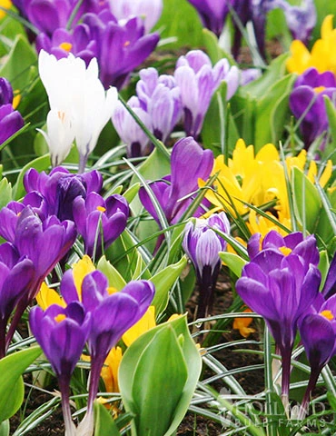 Menu Spring Beauty Garden - Image 2