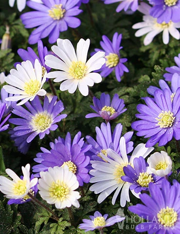 Menu Rock Garden Delight - Image 5