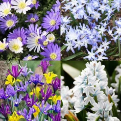 Menu Rock Garden Delight