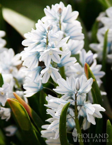 Menu Rock Garden Delight - Image 4